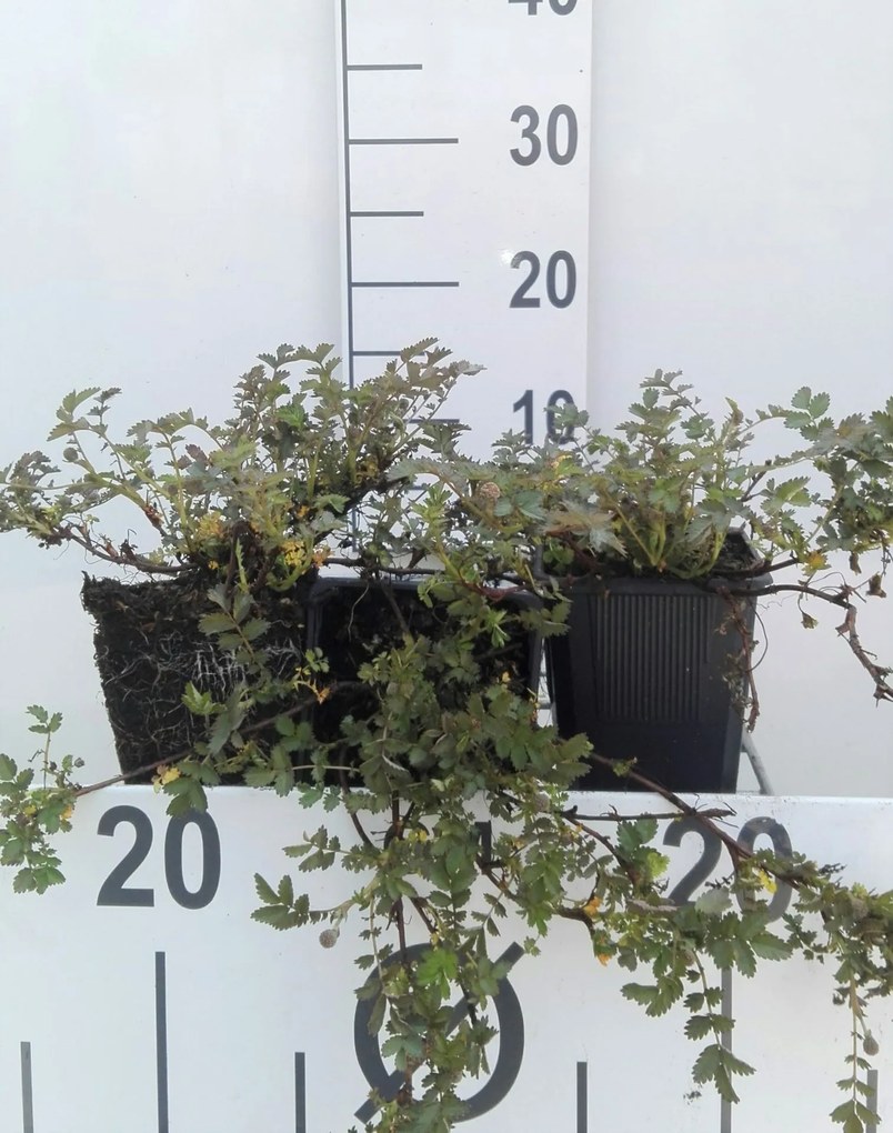 Acaena microphylla - pot 9x9 cm