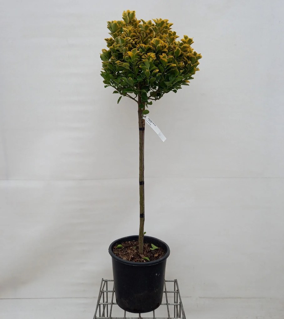 Euonymus japonicus 'Aureomarginatus' - pot 18L - halfstam boom