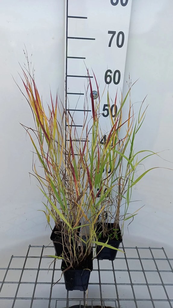 Panicum virgatum 'Shenandoah' - pot 9x9 cm