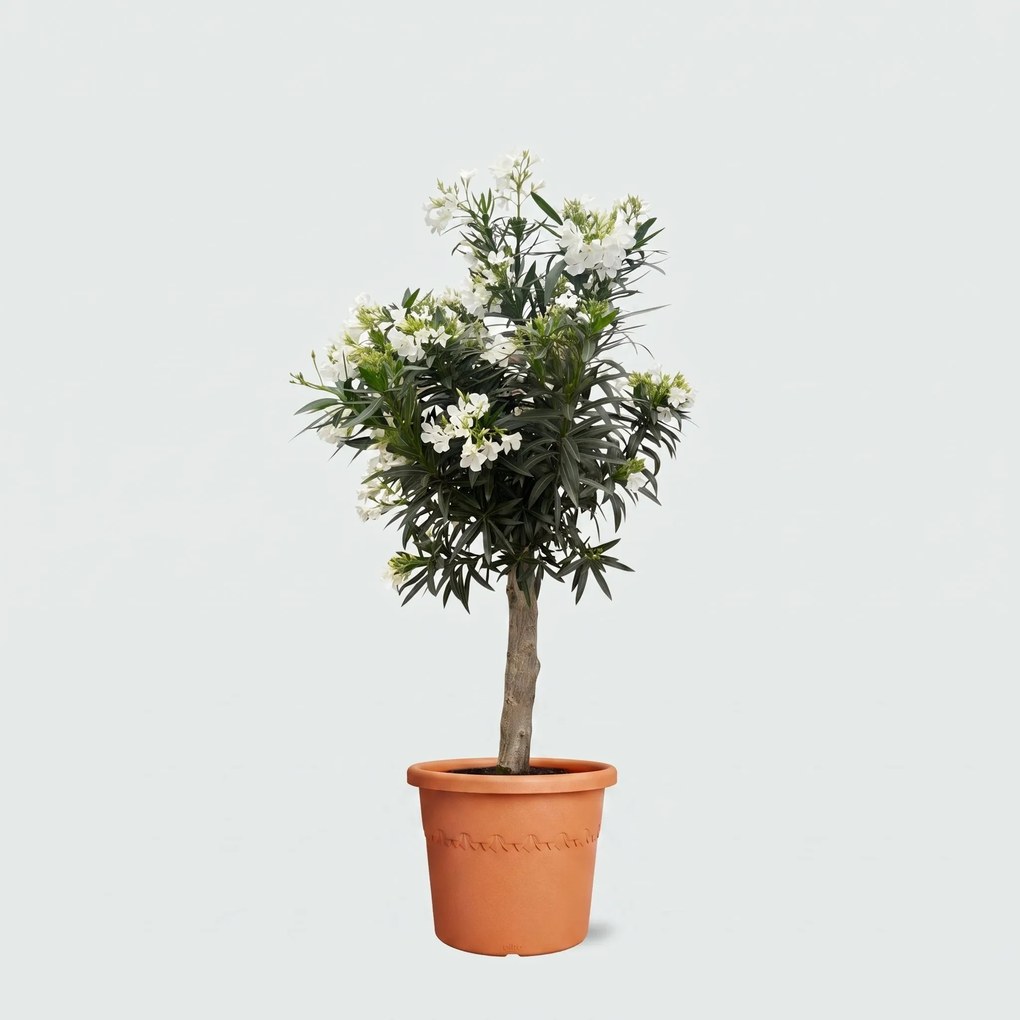 Nerium Oleander Bonsai - 160cm