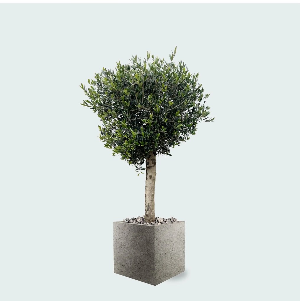Combi deal - Olijfboom Olea Lorc  inclusief  Grigio Cube - 180 cm
