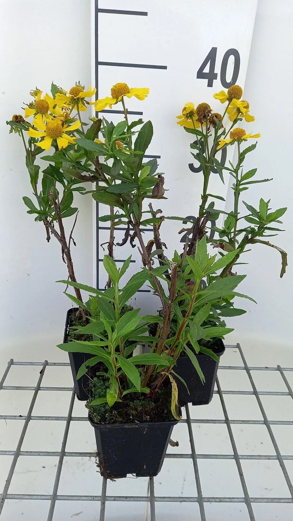 Helenium 'Sahin's Early Flowerer' - pot 9x9 cm