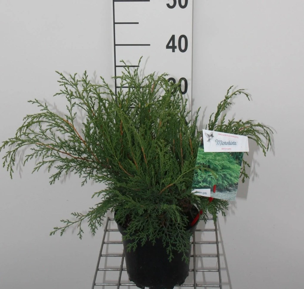 Microbiota decussata - pot - 25-30 cm