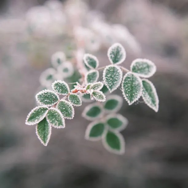 Foto Close-up of frozen plant, Giulio Donati / 500px