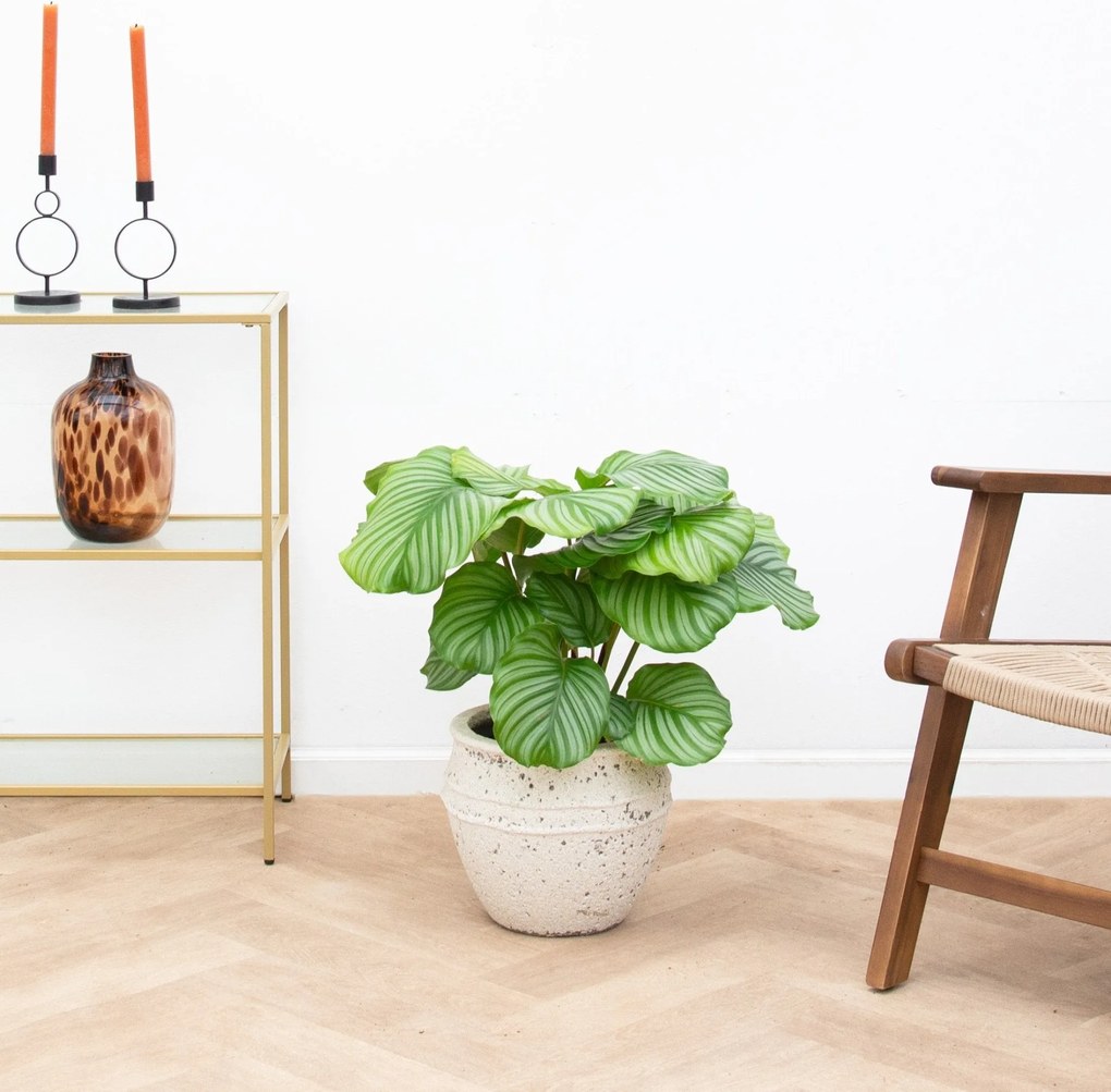 Calathea Orbifolia - 70cm