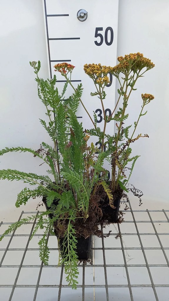 Achillea 'Feuerland' - pot 9x9 cm