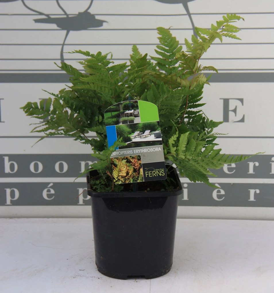 Dryopteris erythrosora - pot 2L -