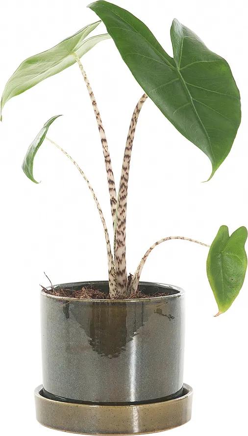 Alocasia Zebrina incl. 'Deep forest' pot