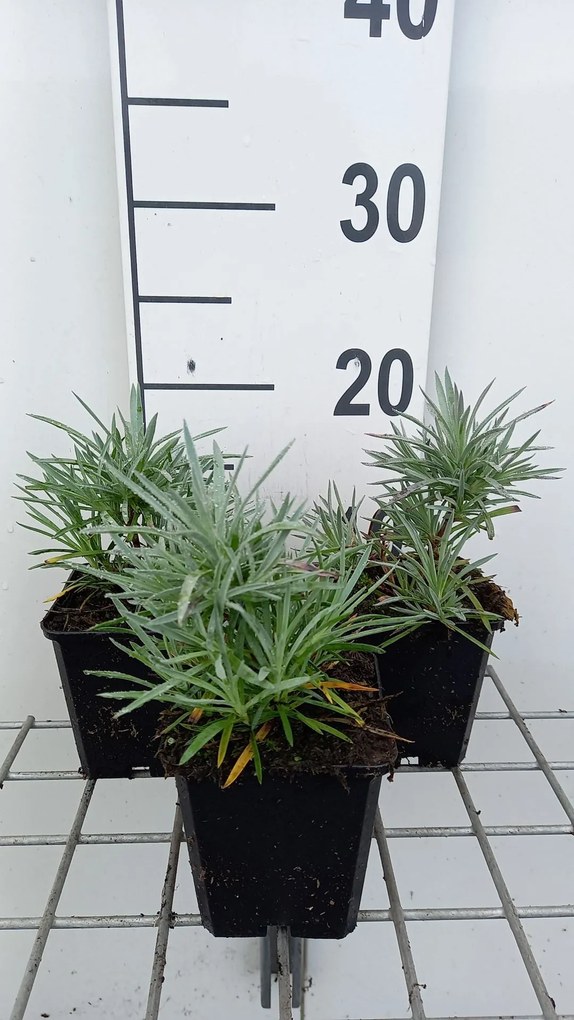 Dianthus 'Maggie' - pot 9x9 cm