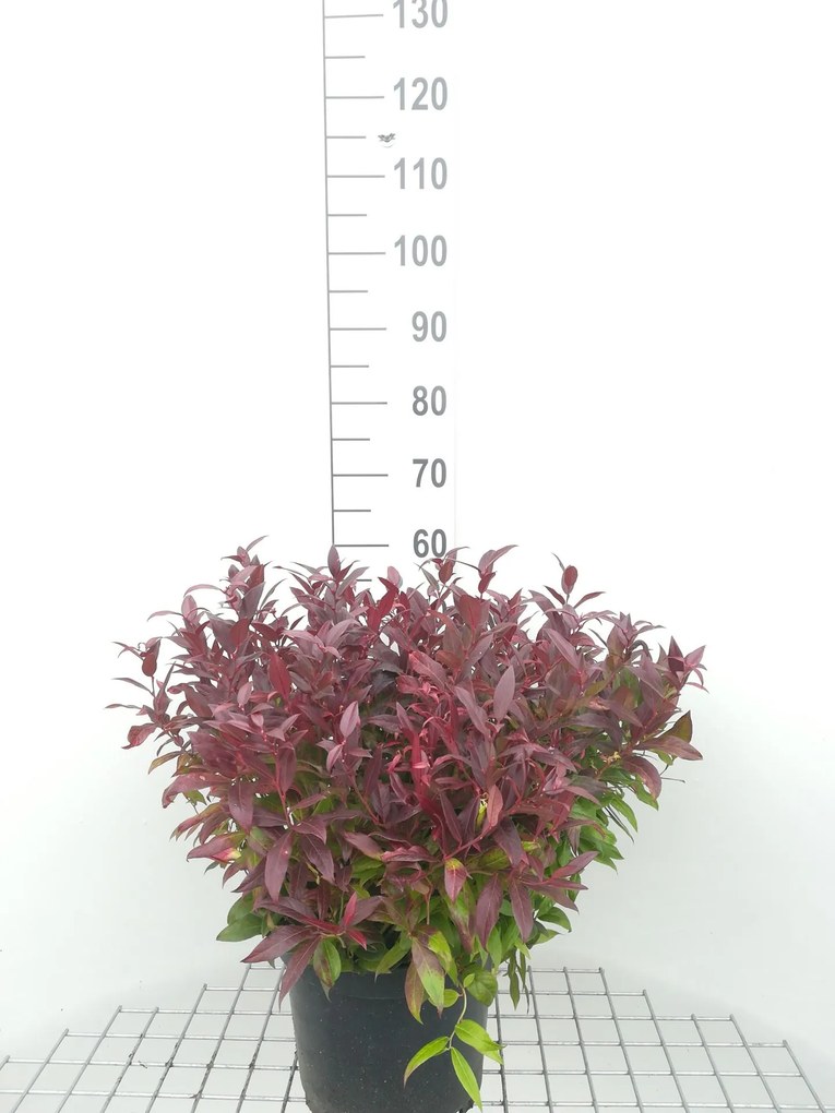 Leucothoe 'Zeblid' (Scarletta) - pot 10L - 40-50 cm