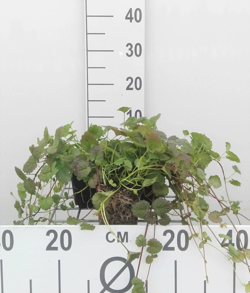 Glechoma hederacea - pot 9x9 cm -