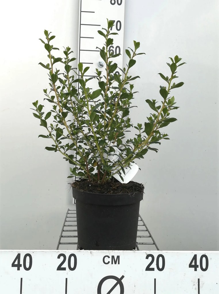 Escallonia 'C.F. Ball' - pot - 40-50 cm