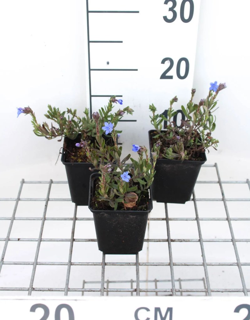 Lithodora diffusa 'Heavenly Blue' - Steenzaad - pot 9x9 cm -