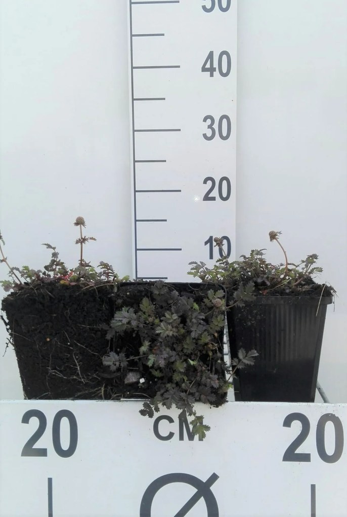 Acaena microphylla 'Kupferteppich' - pot 9x9 cm -