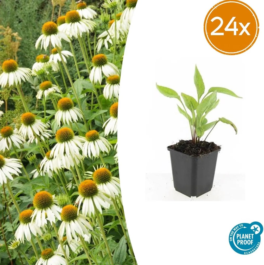 Echinacea purpurea 'White Swan' - 20cm