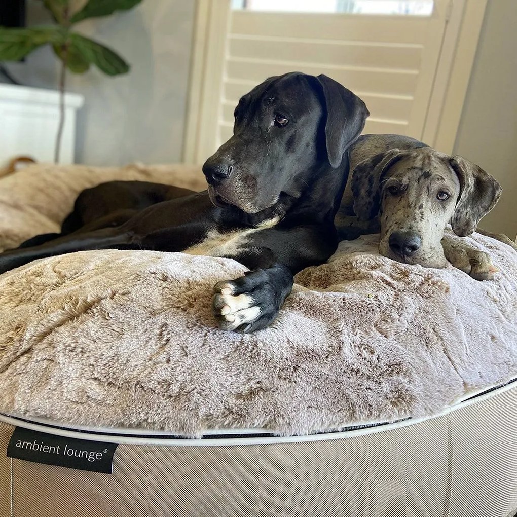 Pet Bed Indoor/Outdoor Cappuccino - XXL