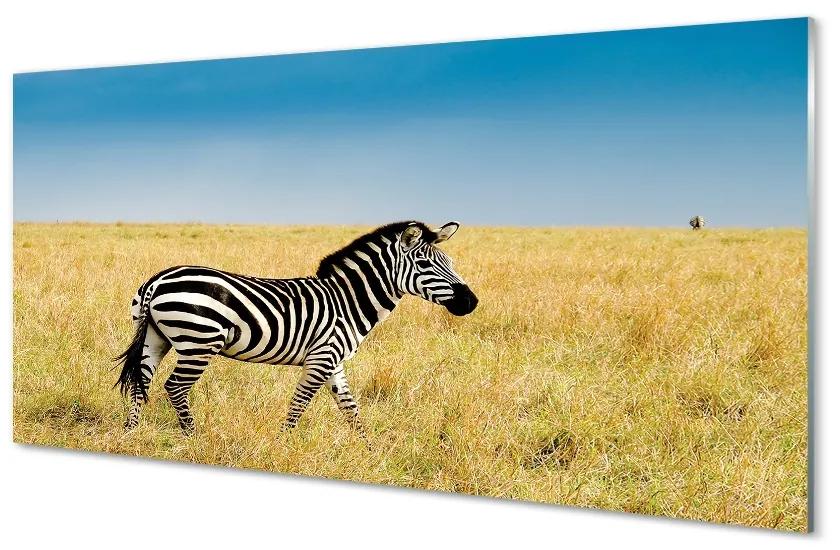 Glas schilderij Zebra-veld 100x50 cm