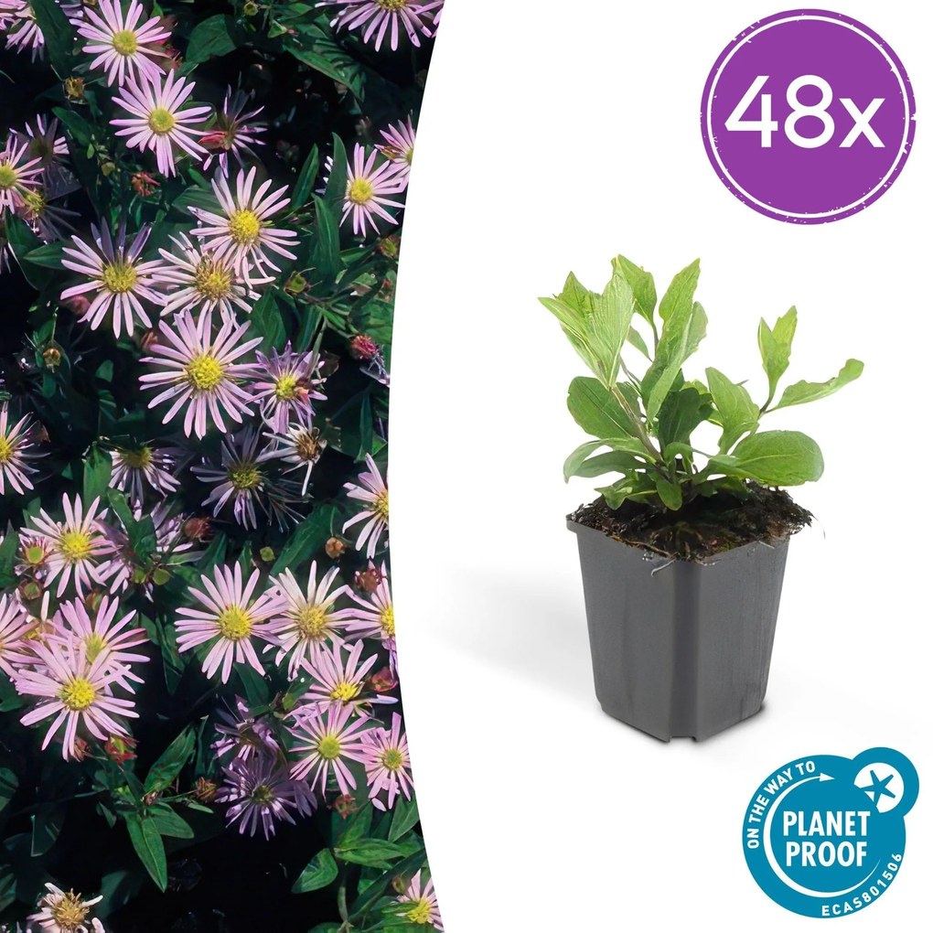 Aster Ageratoides 'Asran' - 20cm