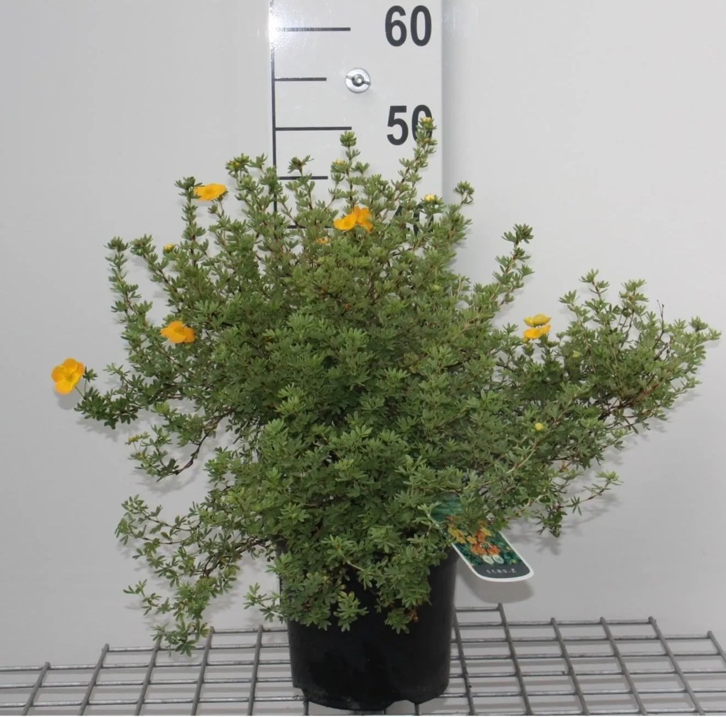 Potentilla fruticosa 'Tangerine' - pot 3L - 25-30 cm