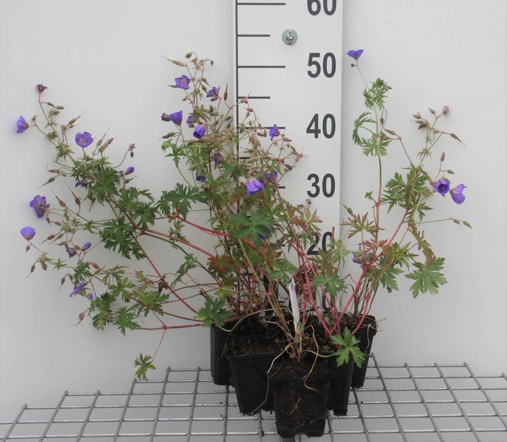 Geranium 'Brookside' - pot 9x9 cm