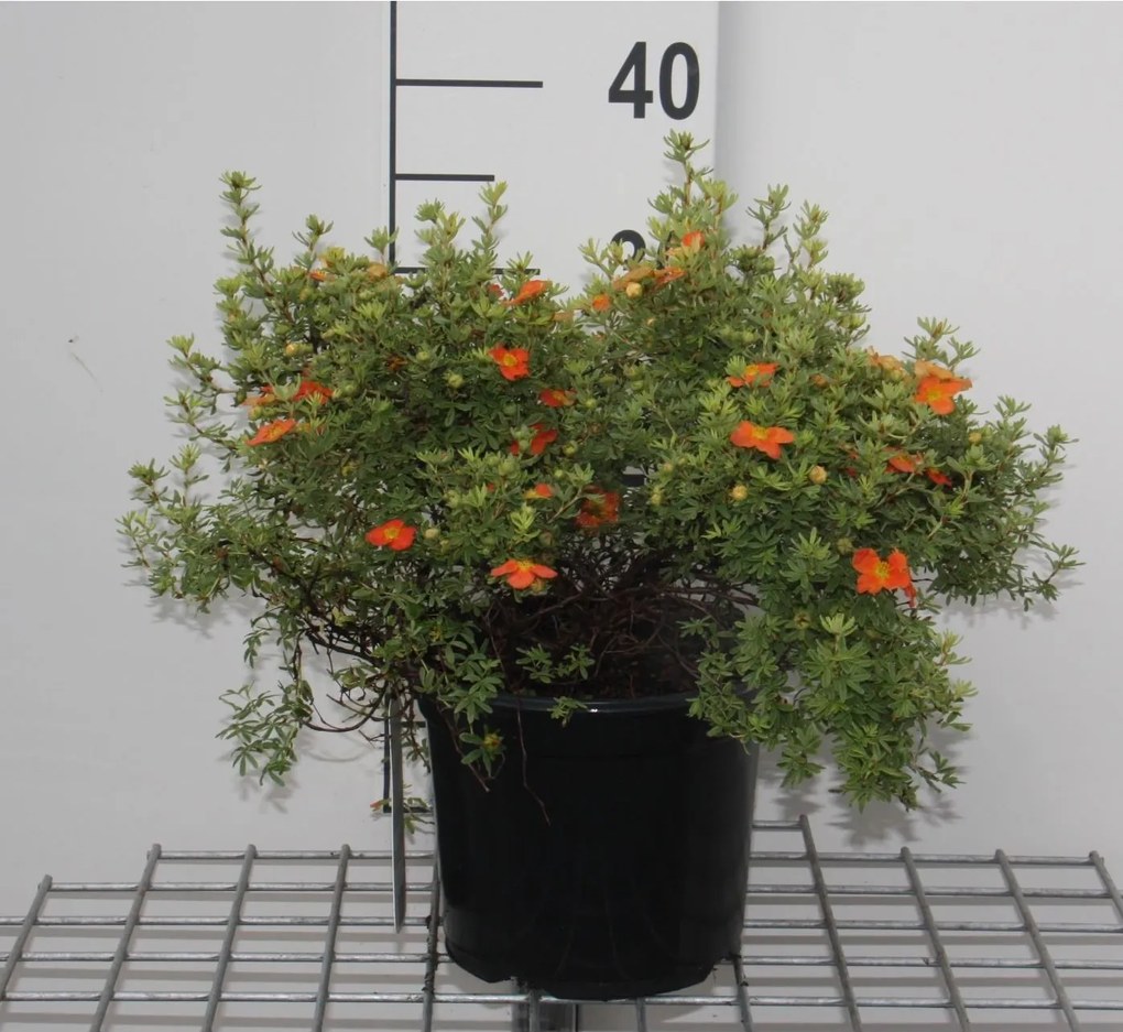Potentilla fruticosa 'Red Ace' - pot 3L - 25-30 cm