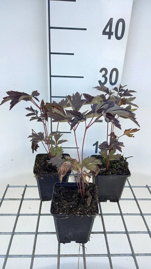 Actaea simplex 'Black Negligee' - pot 9x9 cm