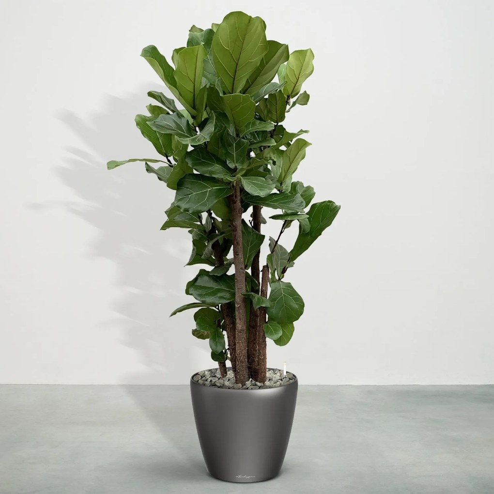 Combideal - Ficus Lyrata vertakt inclusief zelfwaterende pot Joy Antraciet L - 190cm