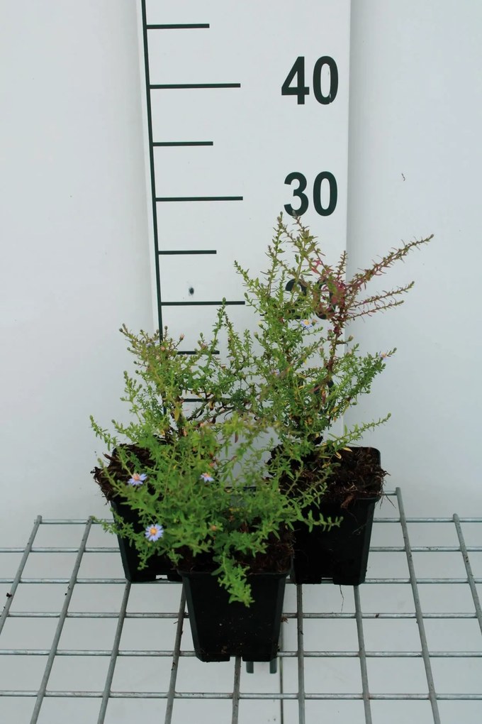 Aster ericoides 'Blue Star' - pot 9x9 cm