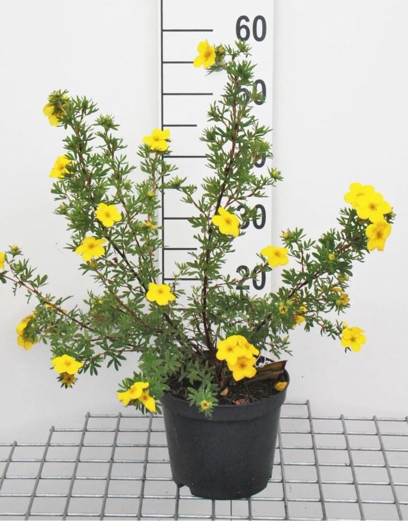 Potentilla fruticosa 'Goldfinger' - pot 3L - 25-30 cm -