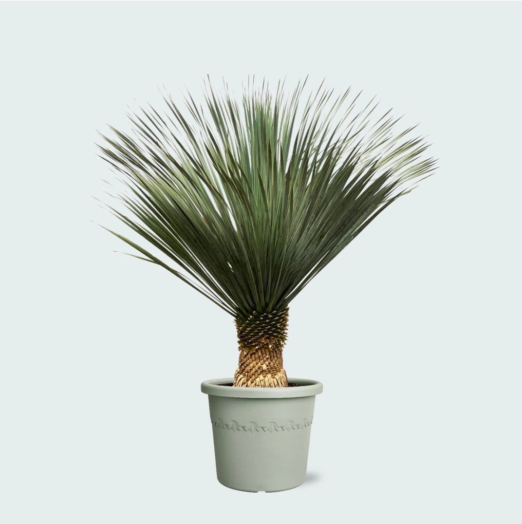 Yucca Rostrata - 160cm