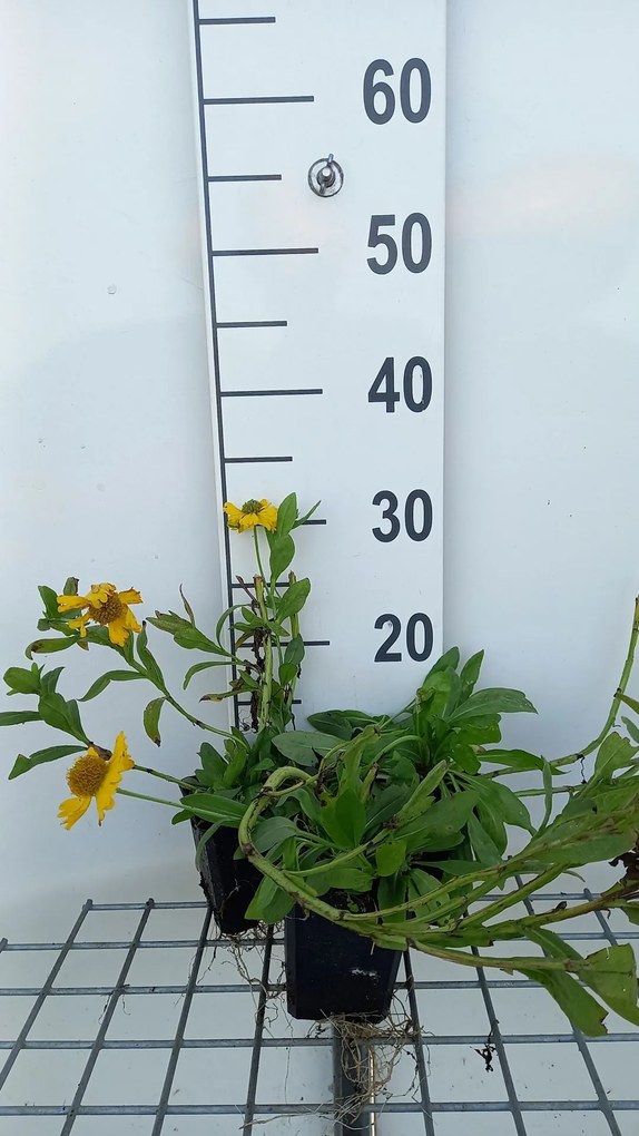 Helenium autumnale 'Pumilum Magnificum' - pot 9x9 cm -