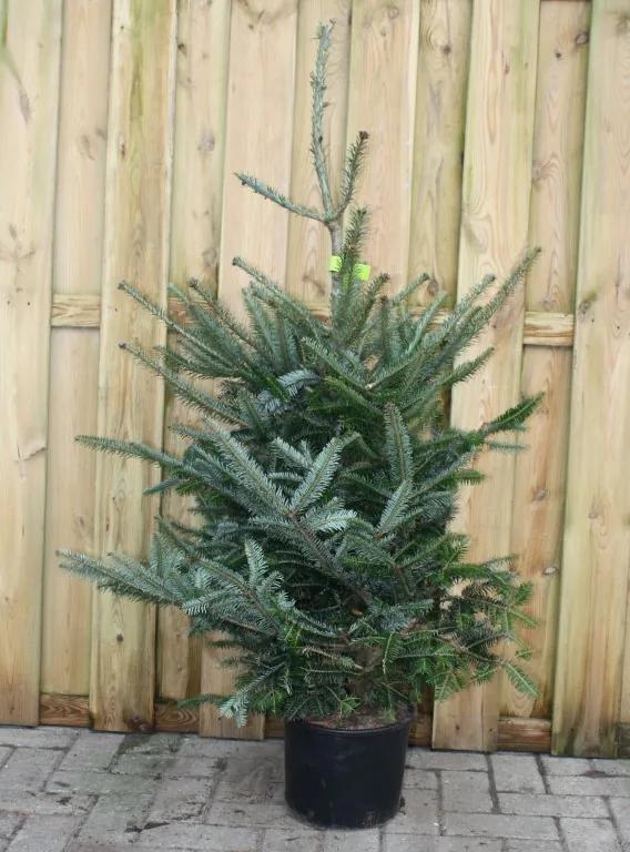 Kerstboom Warentuin Abies Fraseri 80 - 125 cm Warentuin Natuurlijk