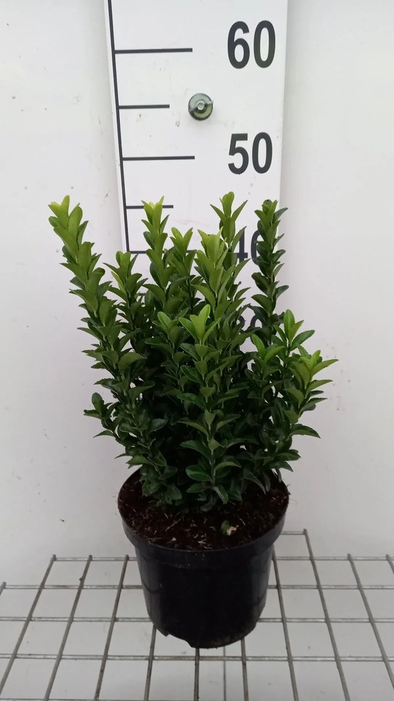 Euonymus japonicus 'Green Spire' - pot - 20-30 cm