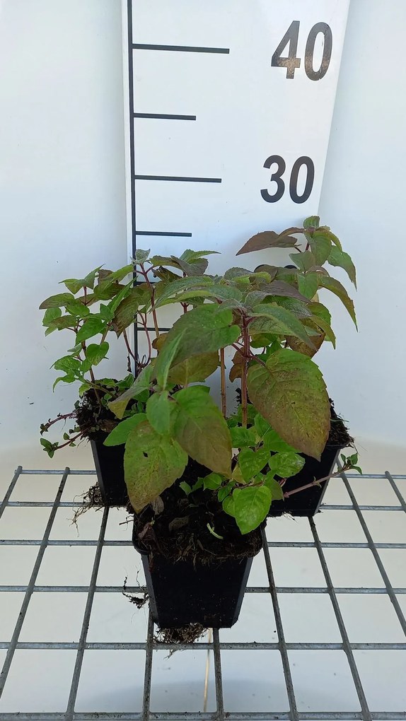 Monarda 'Croftway Pink' - pot 9x9 cm