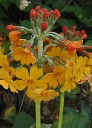 Primula bulleyana - pot 9x9 cm