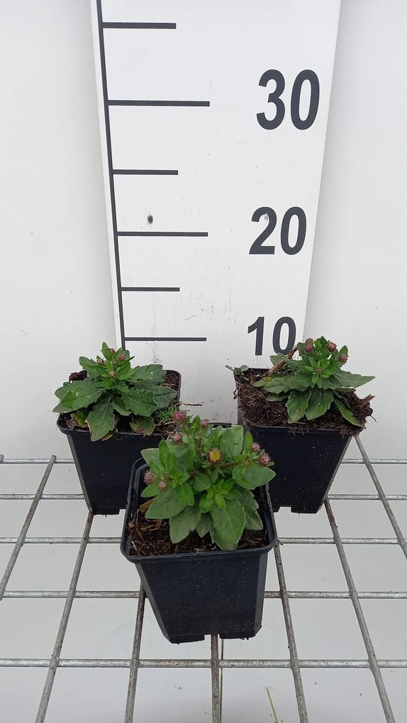 Aster ageratoides 'Asmdiameter ' - pot 9x9 cm
