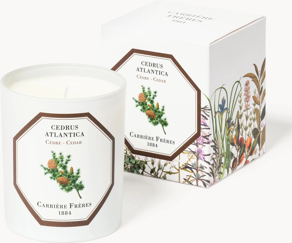 Geurkaars Cedrus Atlantica (ceder)
