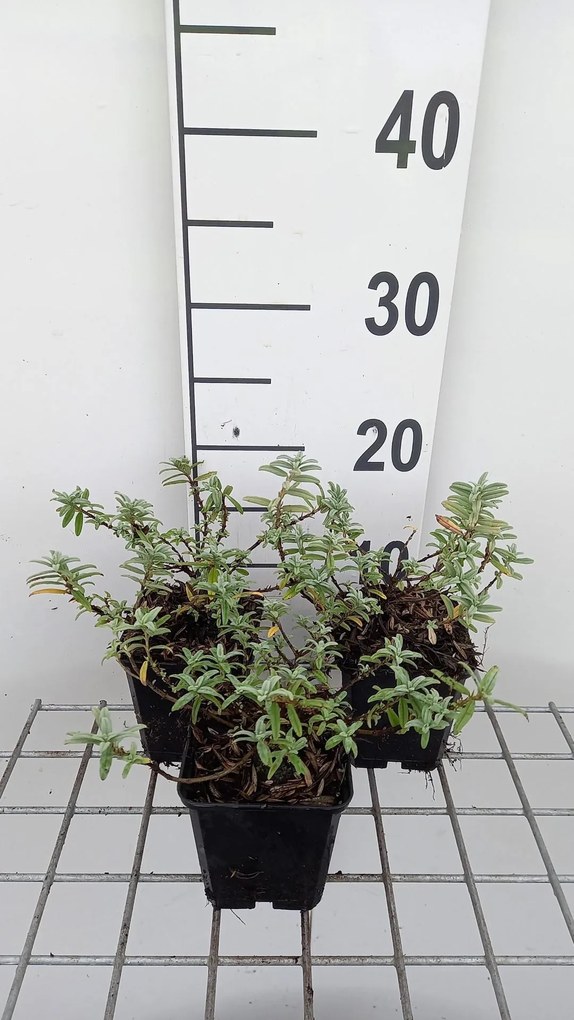 Helianthemum 'Fire Dragon' - pot 9x9 cm
