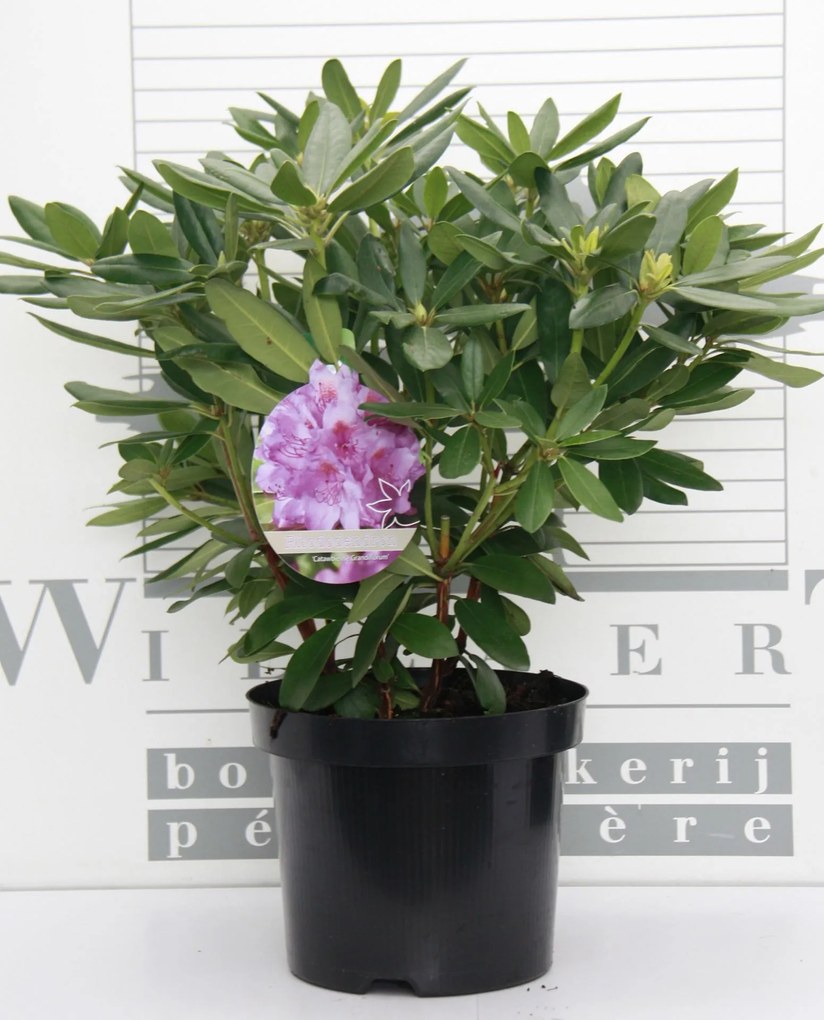 Rhododendron 'Catawbiense Grandiflorum' - pot - 40-50 cm -