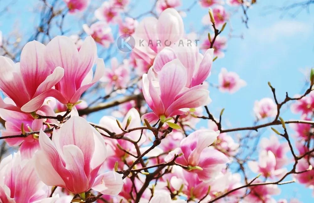 Schilderij - Roze magnolia in volle bloei