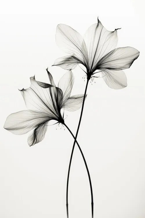 Ilustratie Transparent Botanic No 6, Treechild