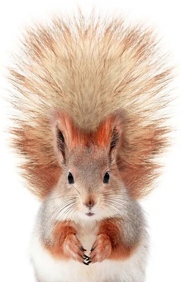 Fotobehang Baby Squirrel, (96 x 128 cm)