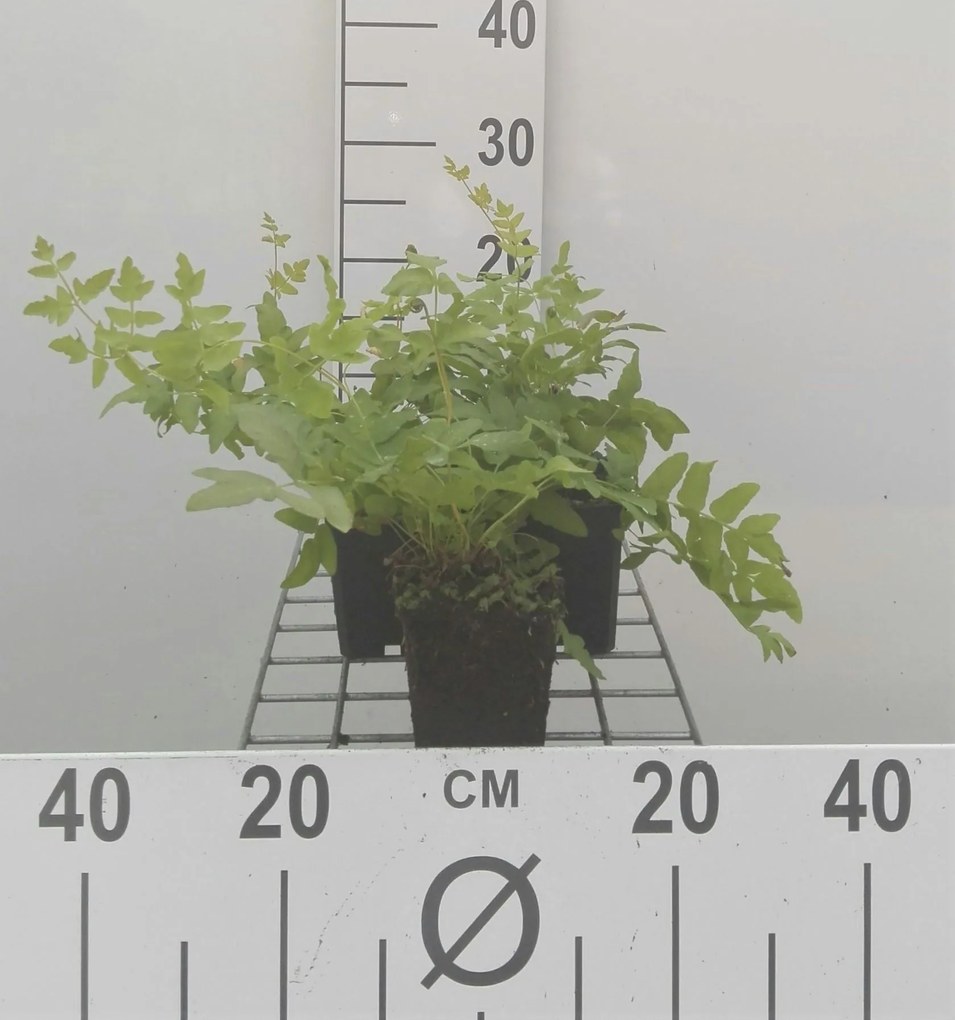 Osmunda regalis - pot 9x9 cm -