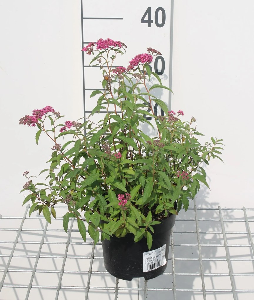 Spiraea japonica'Anthony Waterer'- pot 1,3L - 20-25 cm - Spierstruik