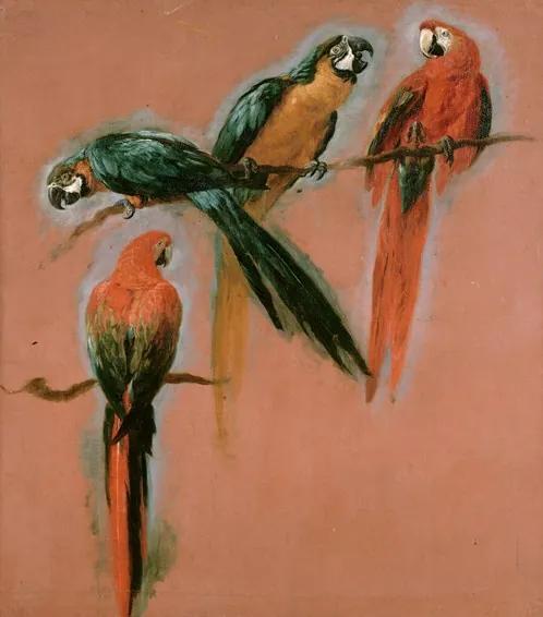 Four parrots - Study