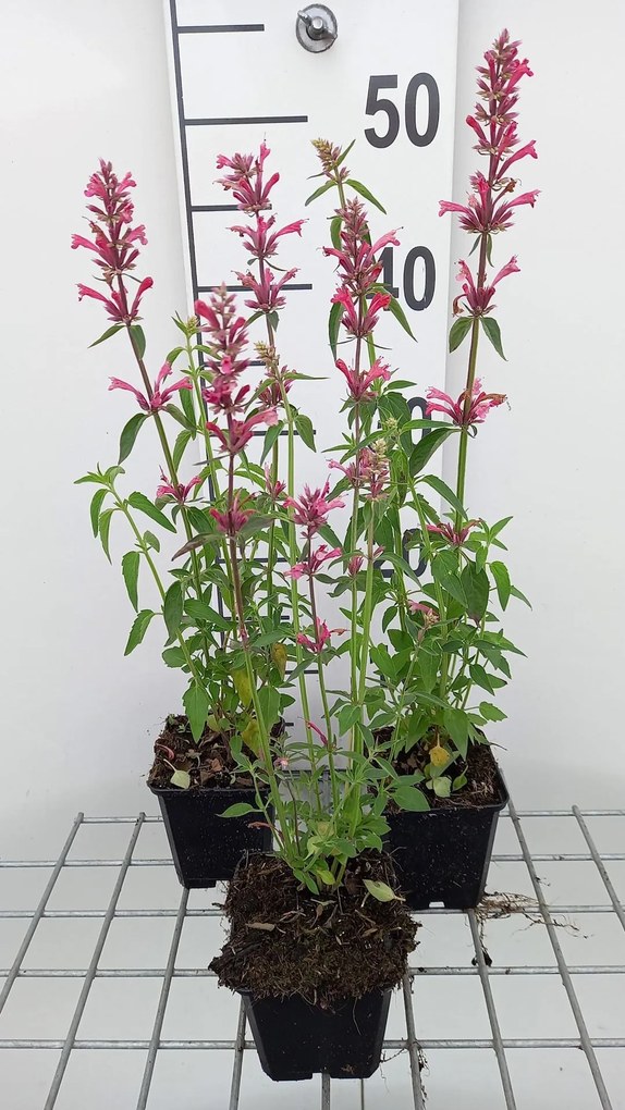 Agastache mexicana 'Red Fortune' - pot 9x9 cm -