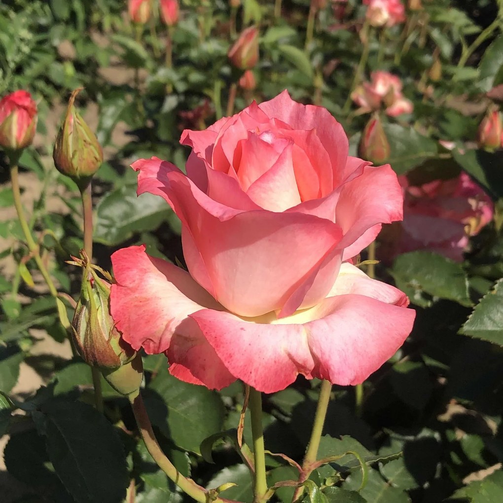 Rosa 'Sabine' - pot -