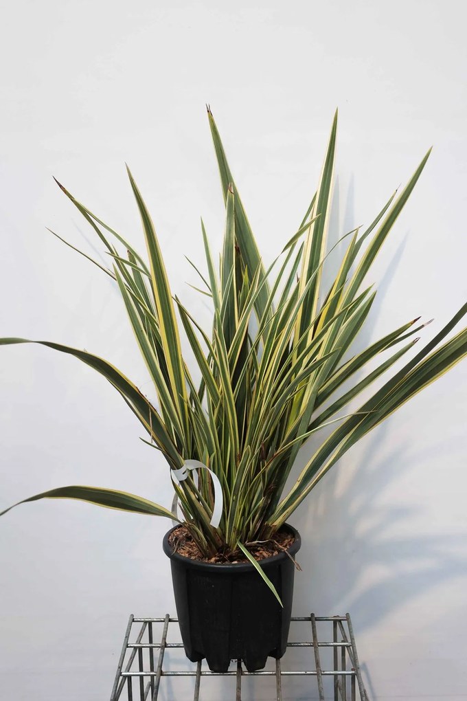 Phormium tenax 'Variegatum' - pot 10L - 60-80 cm