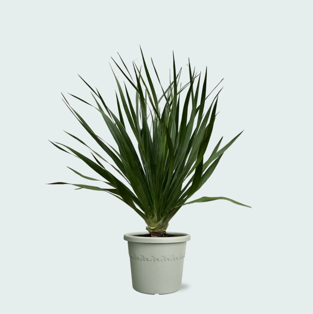 Dracaena Draco - 100cm
