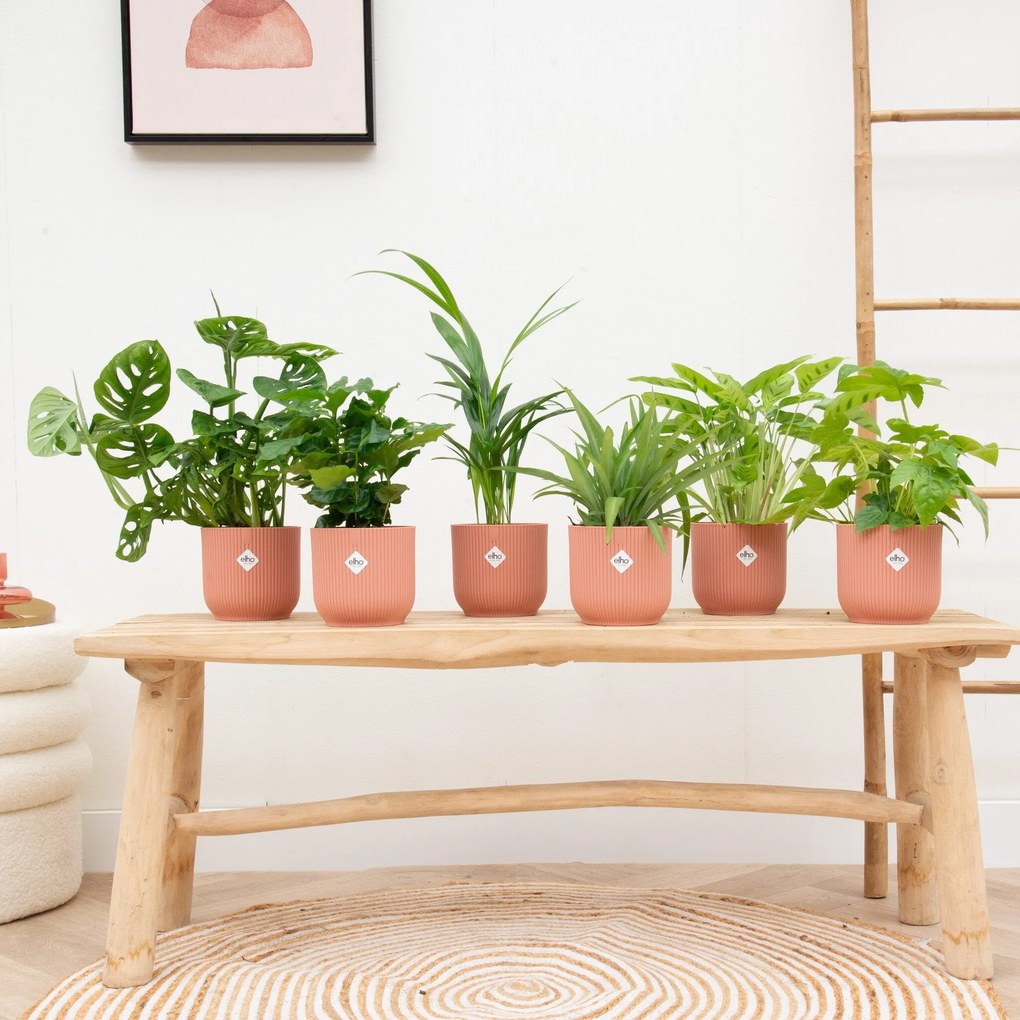 Verrassingsbox - 6 planten inclusief elho Vibes Fold RoundØ14